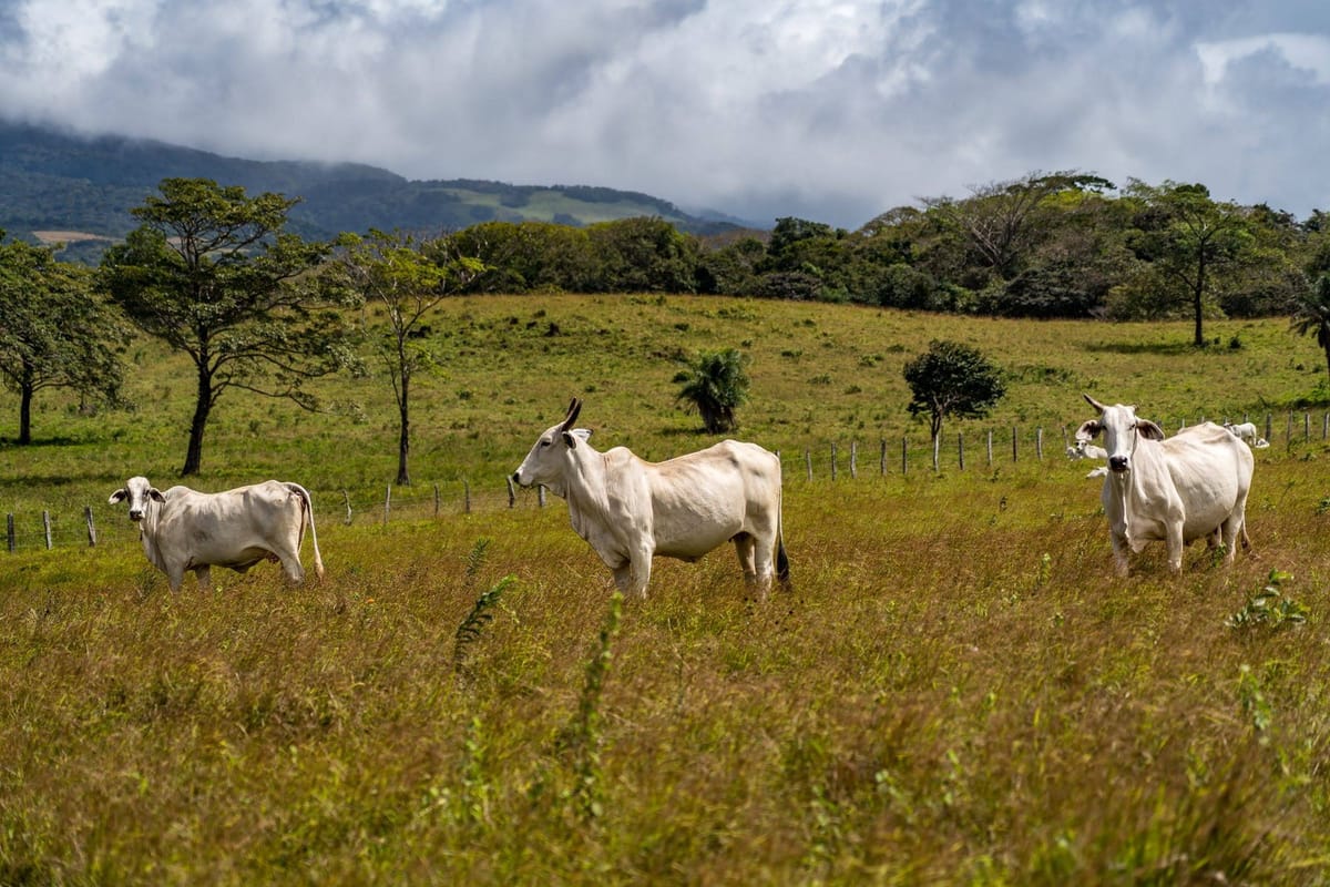 Removing or creating stress for optimal performance. Eustress vs Distress.