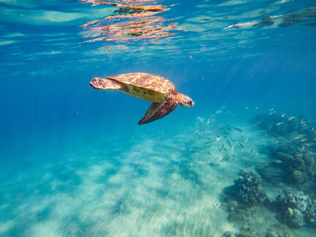 Become a Top Performer in Your Own Niche