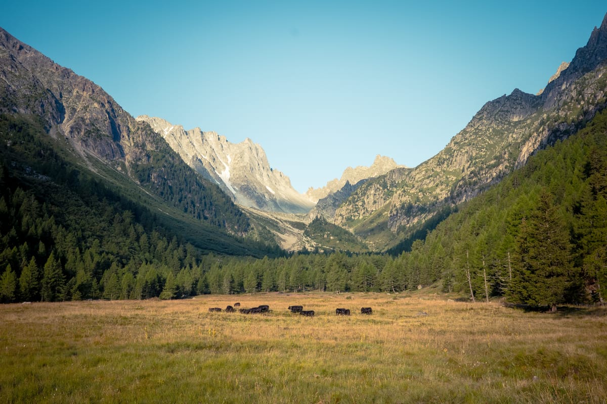 My Reflections on Bret Taylor’s Podcast Conversation with Shane Parrish About AI and Software Development