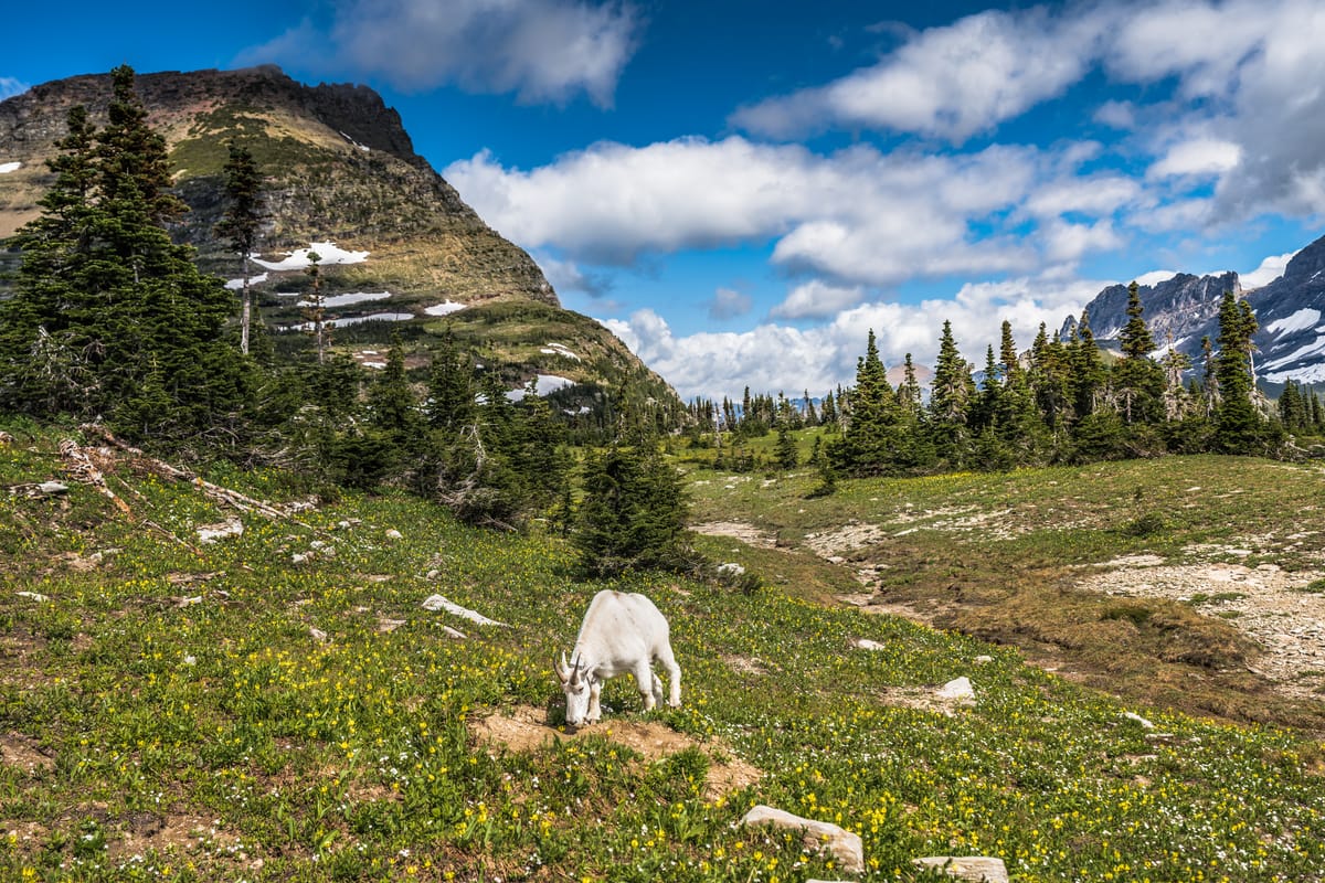 Reckless Bias for Action — A Tale of Immaturity and Impatience