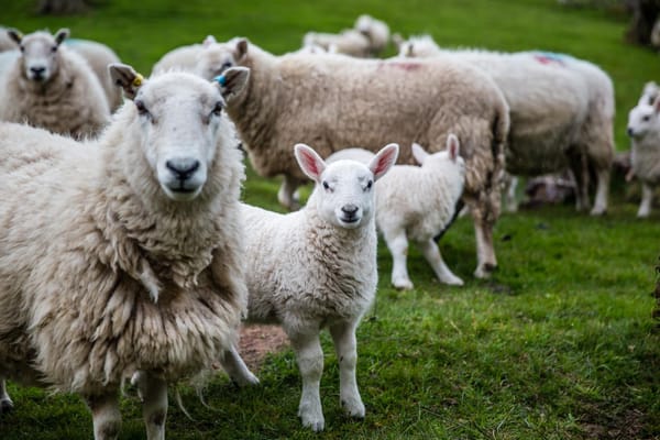 "Can't Code! Not inclined to Hire?" - Why Engineering Managers Don't Need to be Great Coders