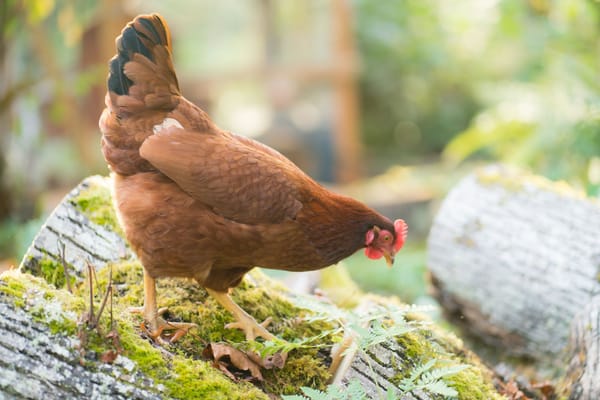 Breadth vs. Depth - Why Breadth is Key for Career Success