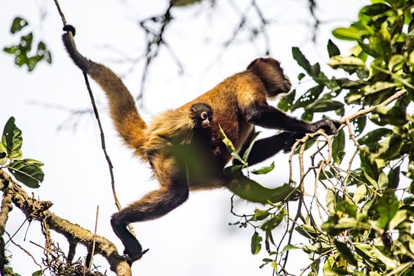 How Companies Incentivize Layoffs—A Study of Corporate Career Incentives