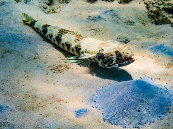 Yet More Painful Mistakes Which Were Key to My Career Success