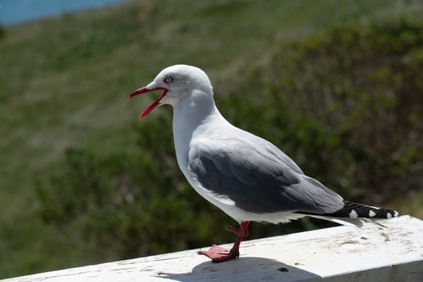 How AI Helps (and Doesn’t Help) with My 70k Reader Newsletter