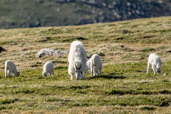 Senior Engineer or Senior Citizen? How Can Vintage Tech Workers Age Like Fine Wine?